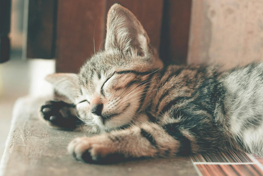 Which Magnesium is Best for Sleep and Anxiety (Magnesium Glycinate vs Citrate)