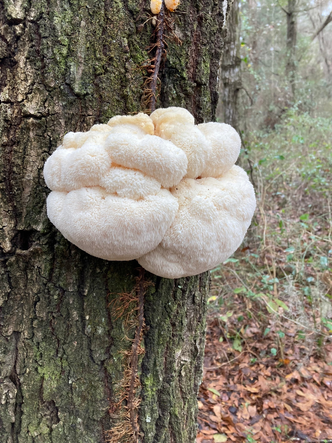 Lion's Mane Mushroom: Boost Your Brain Power Naturally