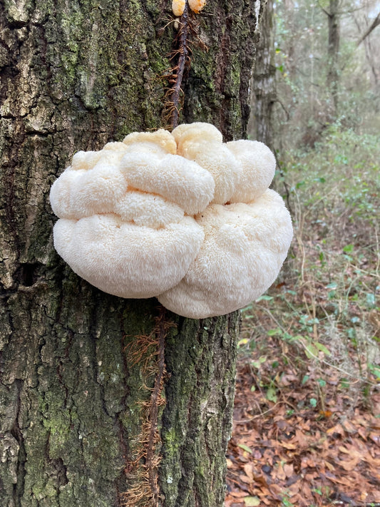 Lion's Mane Mushroom: Boost Your Brain Power Naturally
