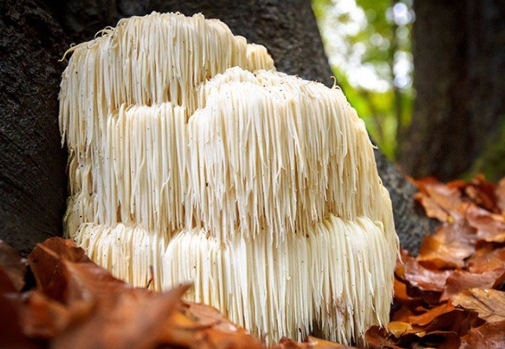 Lion’s Mane Unveiled: 11 Science-Backed Benefits of the Brain-Boosting Mushroom