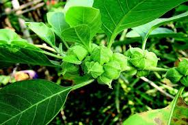 Ashwagandha: Your Natural Solution for Stress Relief and Vitality